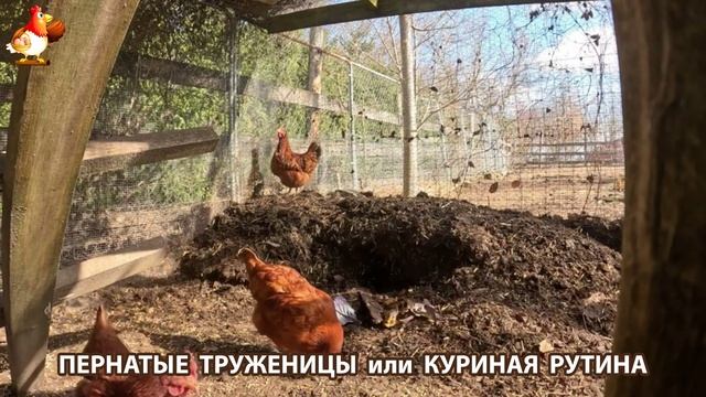 Куры несушки свободного выгула и их обычная куриная рутина – эпизод (50)
