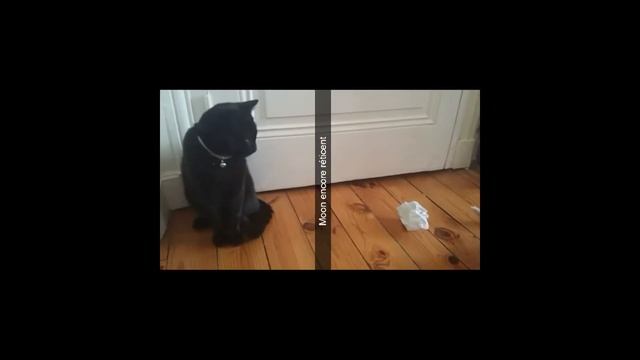 Présentation de mes CHATS