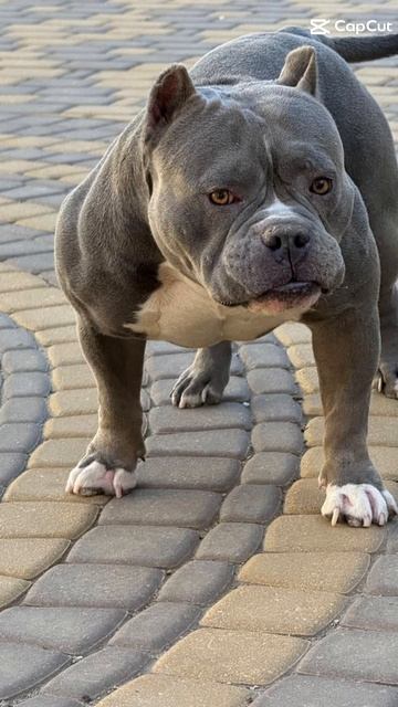 🔥ТАЙСОН🔥 сынок Вэла и Молли❤️