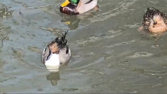 Уточка шилохвость на Салгире. Видео Л.П. Юрчишко