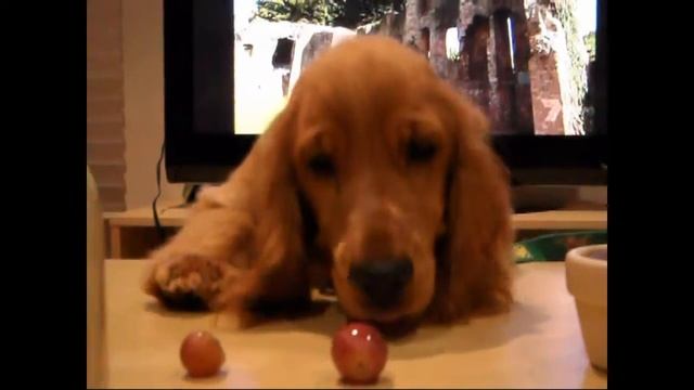 Cute Puppy English Cocker Spaniel Grape Grab Fail - Goldie's Life 003