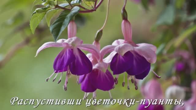 Адажио Фуксии