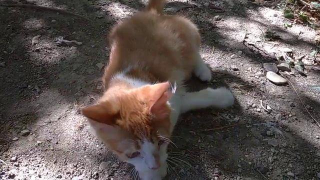 Рыжик радуется пыли