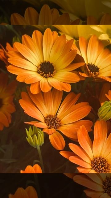Osteopernum🌼🌼🌼#flowers #nature #naturelovers #photography #plants #shorts