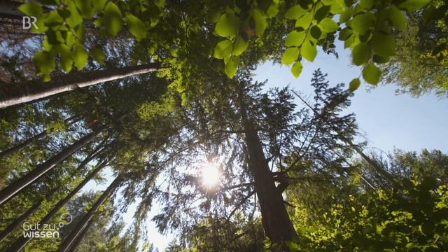 Rettung seltener Bäume: Artenschutz im Bayerischen Wald | Gut zu wissen | BR