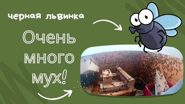 Поперли мухи. Их становится очень много.