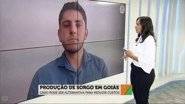 Sorgo pode ser alternativa para reduzir custos