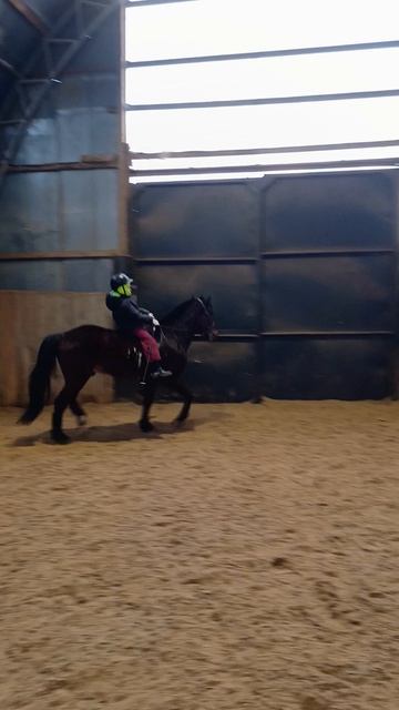 Лера и Аквилон. Рысим без седла. #horse #equestrian #лошади #pony