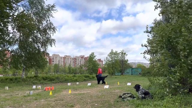 РО-1 Гаврилова Анна и Ясна Кубок Панды по ралли обидиенс 2023