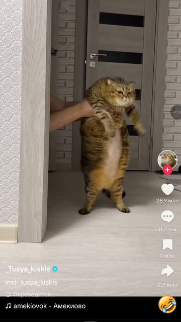 танцующий кот
