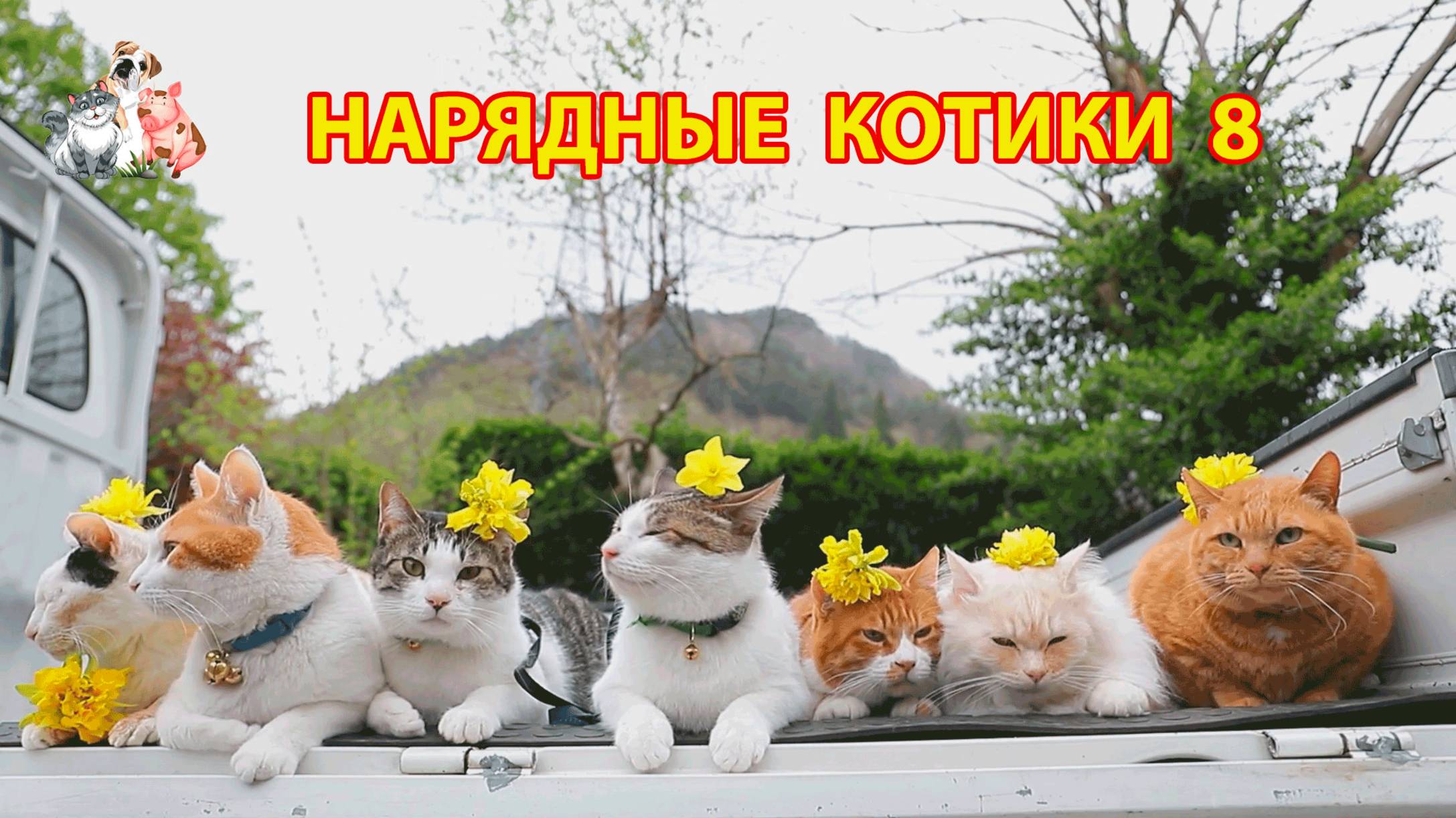 Нарядные Котики расслабляются на солнышке 🌞 🐈🐈⬛🐈 (8)