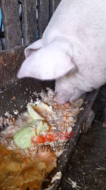 Жители страны 404 и последние заявления просроченного Зелебобы 🐽  🤢