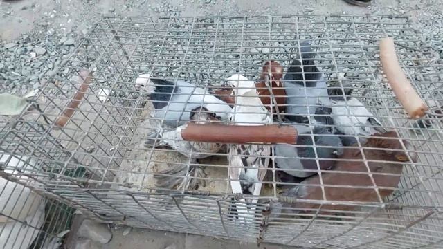 ХОРАЗМ ИТ, КАПТАР БОЗОРИ. ЧУПОН, АПЧАЛКА НАРХЛАРИ