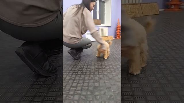 Еда под прицелом: Собачьи хитрости