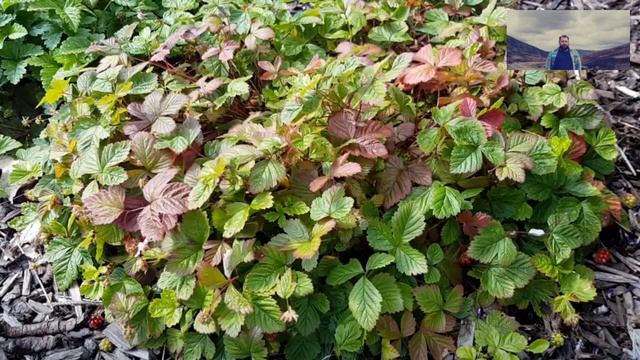 Malina Tekszla (Jeżyna Arktyczna) - Rubus Arcticus