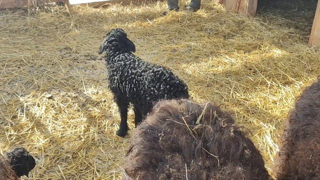 Как живут в русской деревне/Продолжаются февральские окоты/пополнение в хозяйстве