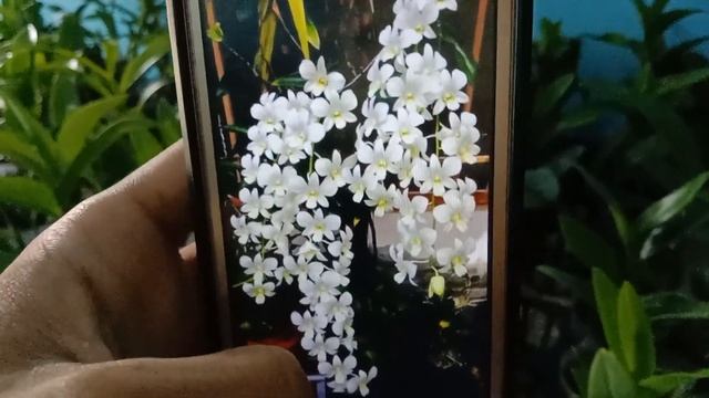 dendrobium king dragon,shavin white dan chanel