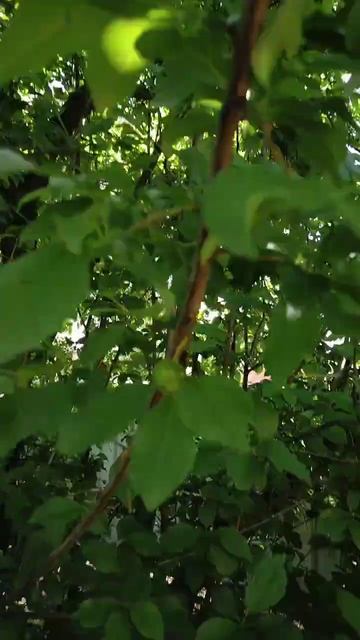 Greengage starting to show more fruits❤️