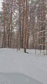 Покатушки в сосновом бору