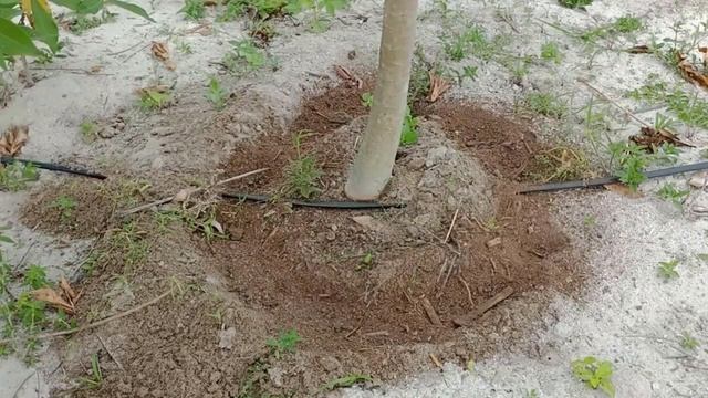 This fertilizer MAKES LOAD OF SO MUCH FRUITS (Papaya all year round)
