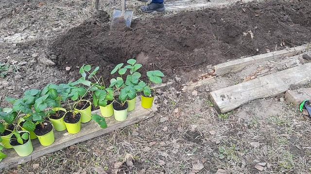 Клубника из семян. Высадка в открытый грунт через 7 мес. после посева.