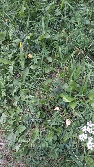 Золотарник. Красивый и целебный