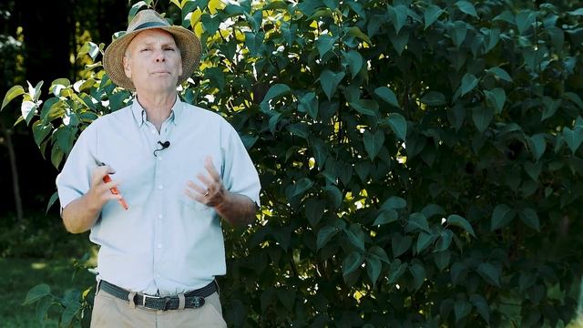 Lilac Pruning