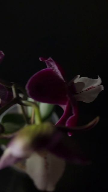 Phal. Kaoda Twinkle 1442 V