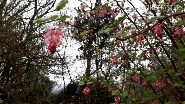 Plant Profile - Flowering Currant (Ribes sanguineum)