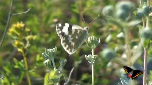 Pontia daplidice