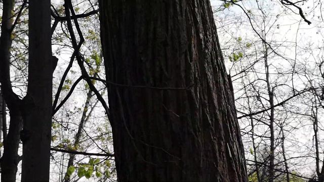 Голуби не дают бельчонку поесть (да и друг другу тоже)... Голуби такие голуби