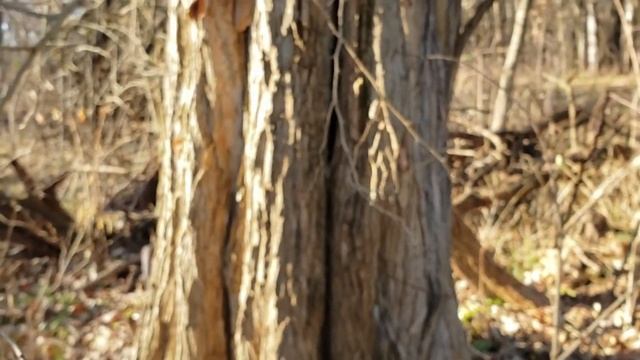 ID That Tree: Osage Orange