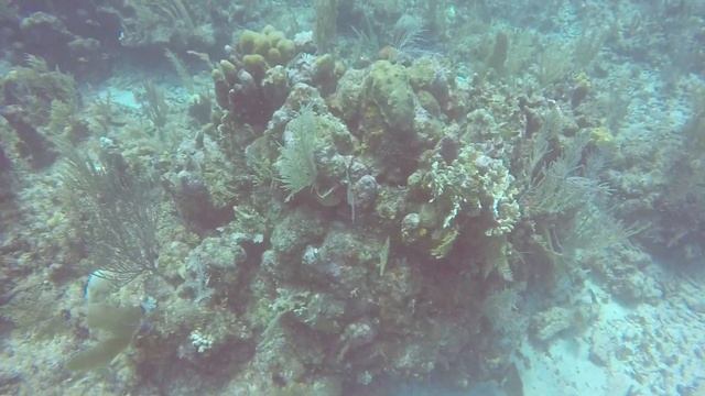 First Scuba Dive, Great Barracuda!
