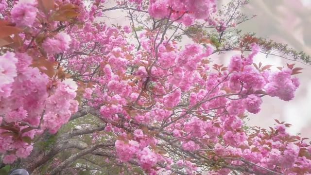 Сакура в Ужгороді