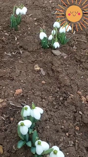 Немного позитива  для души! Первые весенние цветы🥀