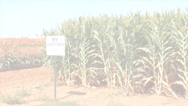 2 Way AT  Hybrid Forage Sorghum