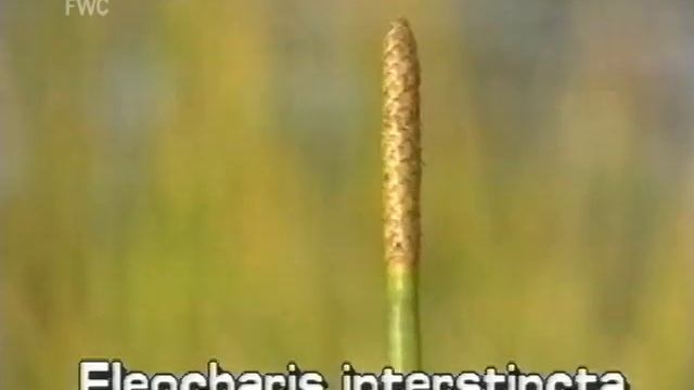 giant spikerush / jointed spikerush (Eleocharis interstincta)