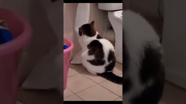 Застали кота врасплох смешно