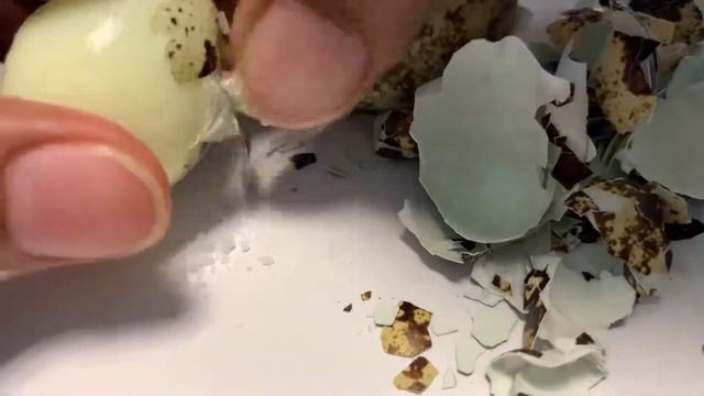 Eggs ASMR Eating Quail Eggs Tara Merienda Guys! | TaraLetz Eat
