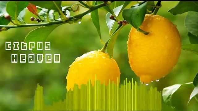 EDM #24 "Citrus Heaven" - Mirandilla