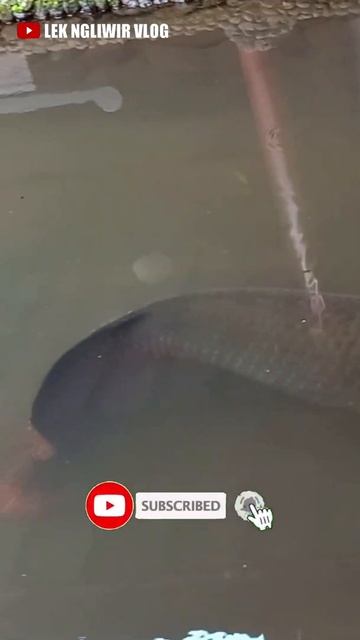 MONSTER IKAN AIR TAWAR TERBESAR DI DUNIA ARAPAIMA