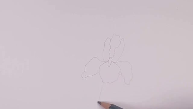 comment dessiner un iris fleur