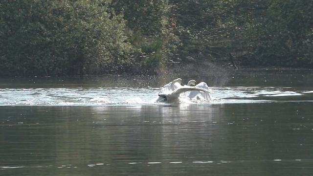 Swans Running on Water - Birds Flying in Slow Motion