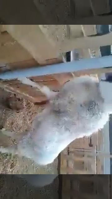 Дорпер-Гиссар