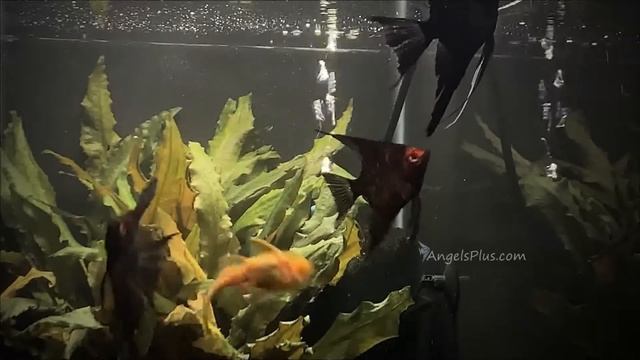 Black Splash Angelfish Group #233
