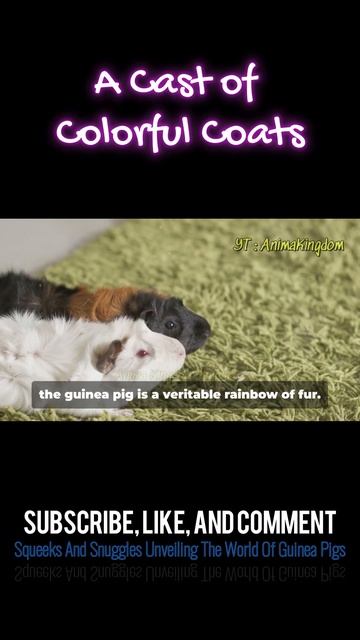 A Cast of Colorful Coats Unveiling The World Of Guinea Pigs #animals #animalfacts #guineapig