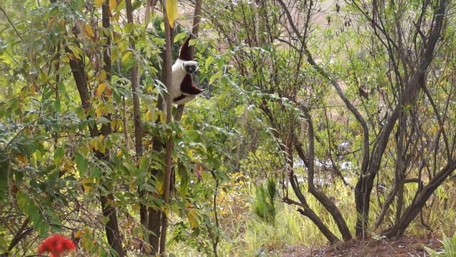 Sifaka de Coquerel - Madagascar