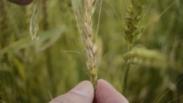 Fusarium Headblight