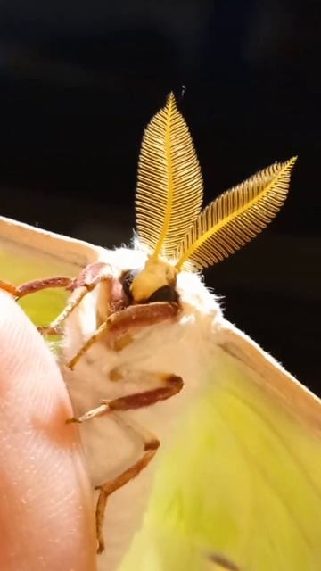 Do You Like Me? I am Moon Moth, Actias luna. I Live in Kyiv, Ukraine. Let'sTalk.  11.07.2023.