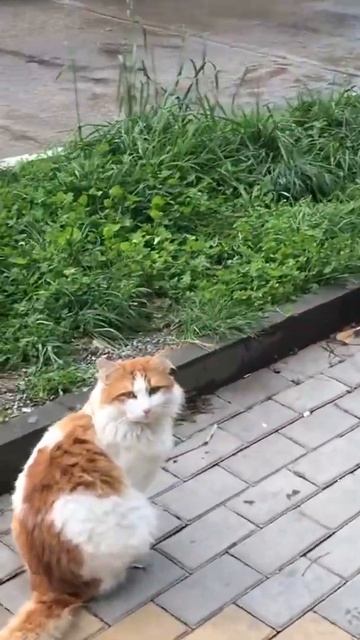 Добрый котик